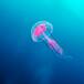 ¿Por qué hay cada vez más medusas en las playas?
