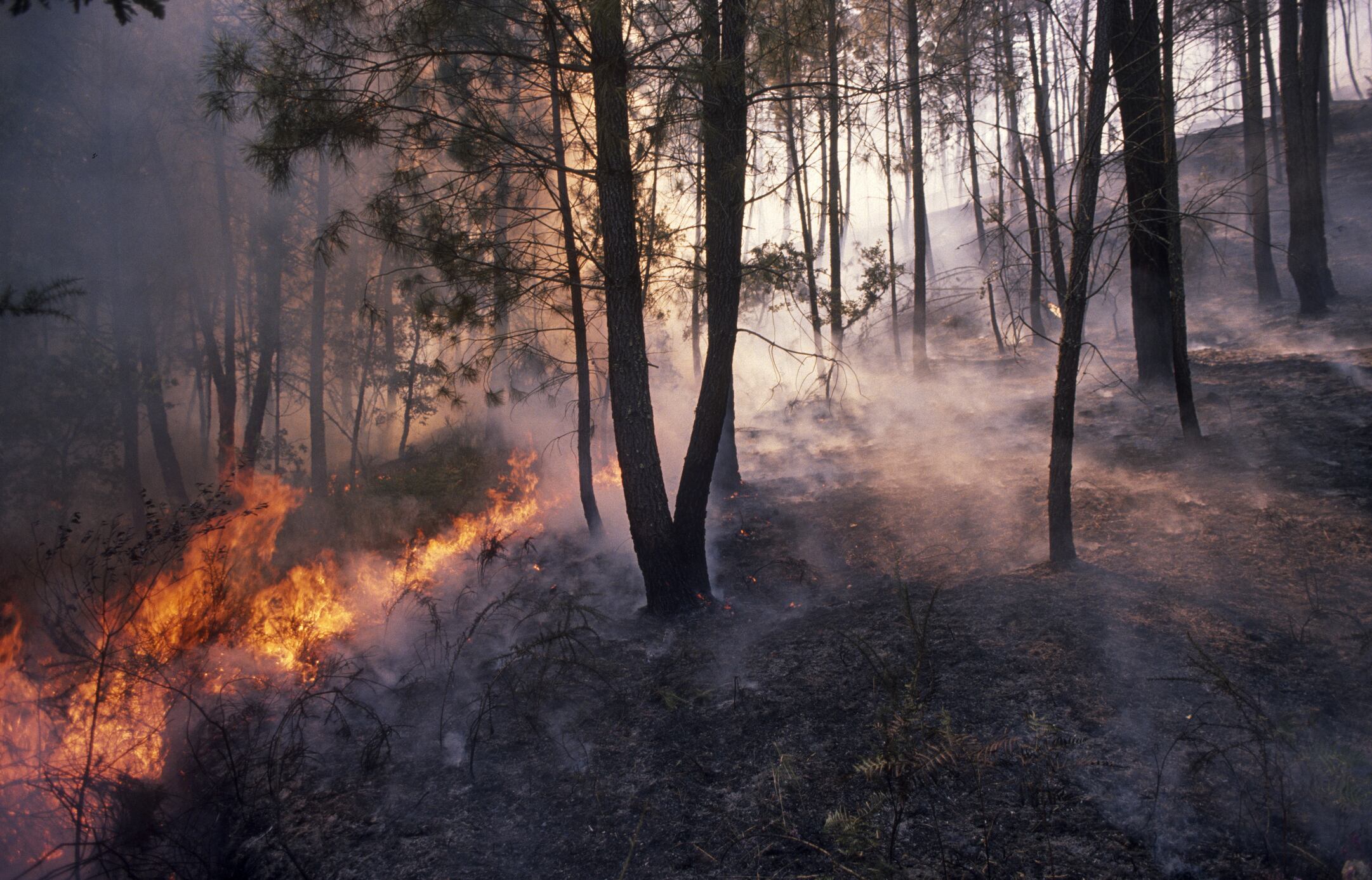 Los incendios en España han dejado un panorama desolador.
