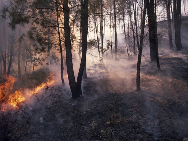Los incendios en España han dejado un panorama desolador.