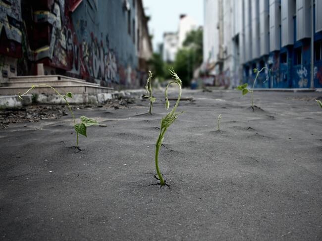 La fauna y la flora reclamarían su espacio progresivamente.