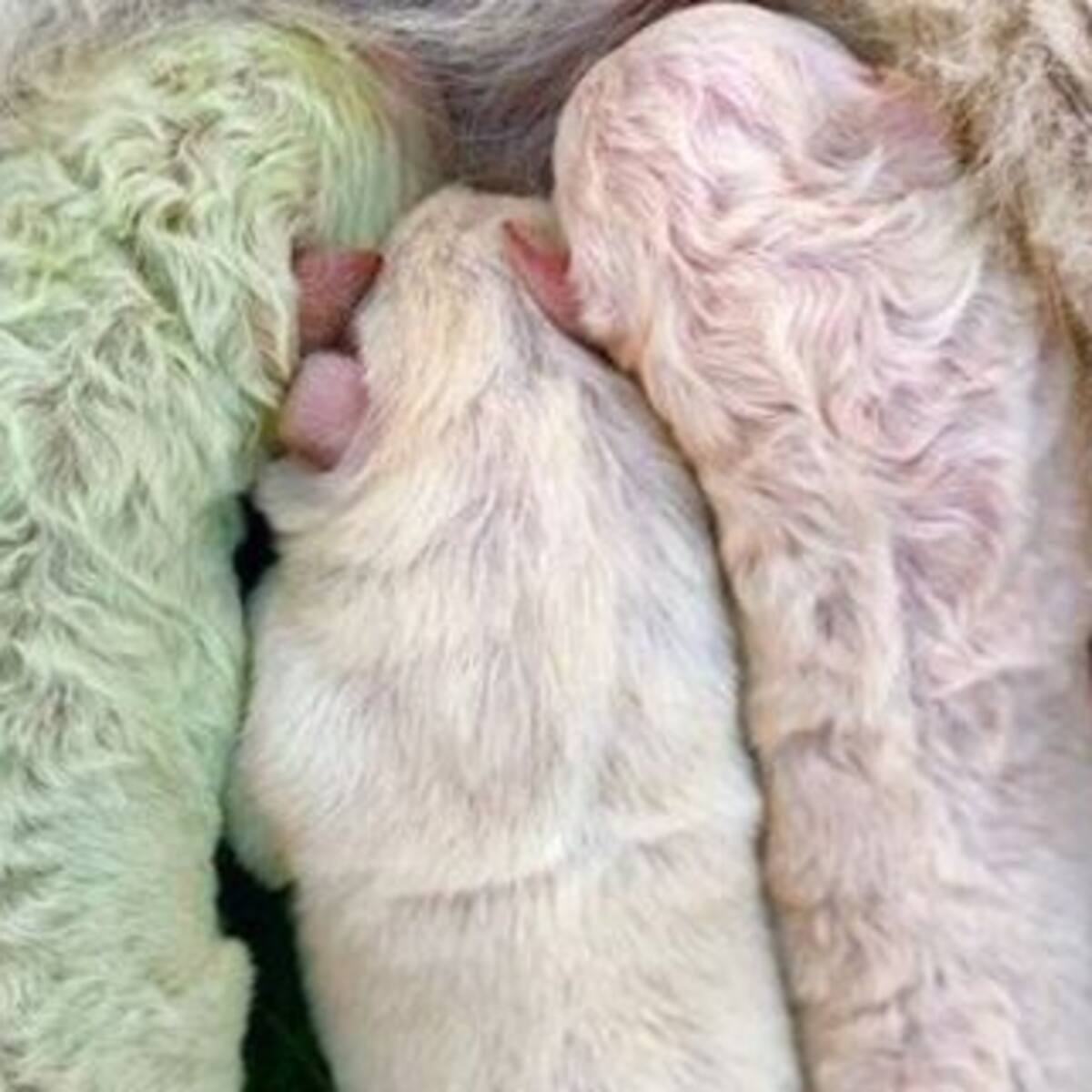 Conocé a Pistacho, el perrito que nació de color verde