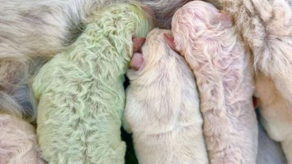Conocé a Pistacho, el perrito que nació de color verde