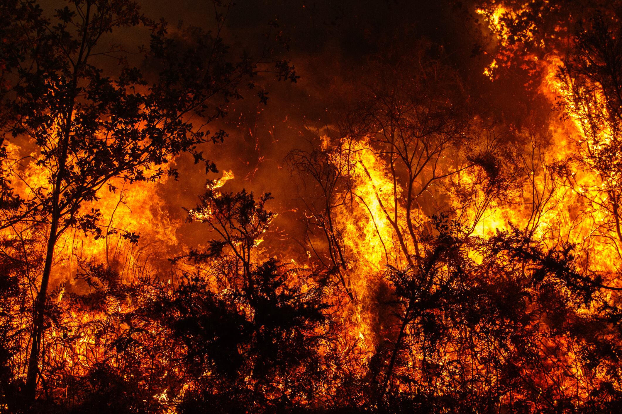Los incendios de este año han sido devastadores.