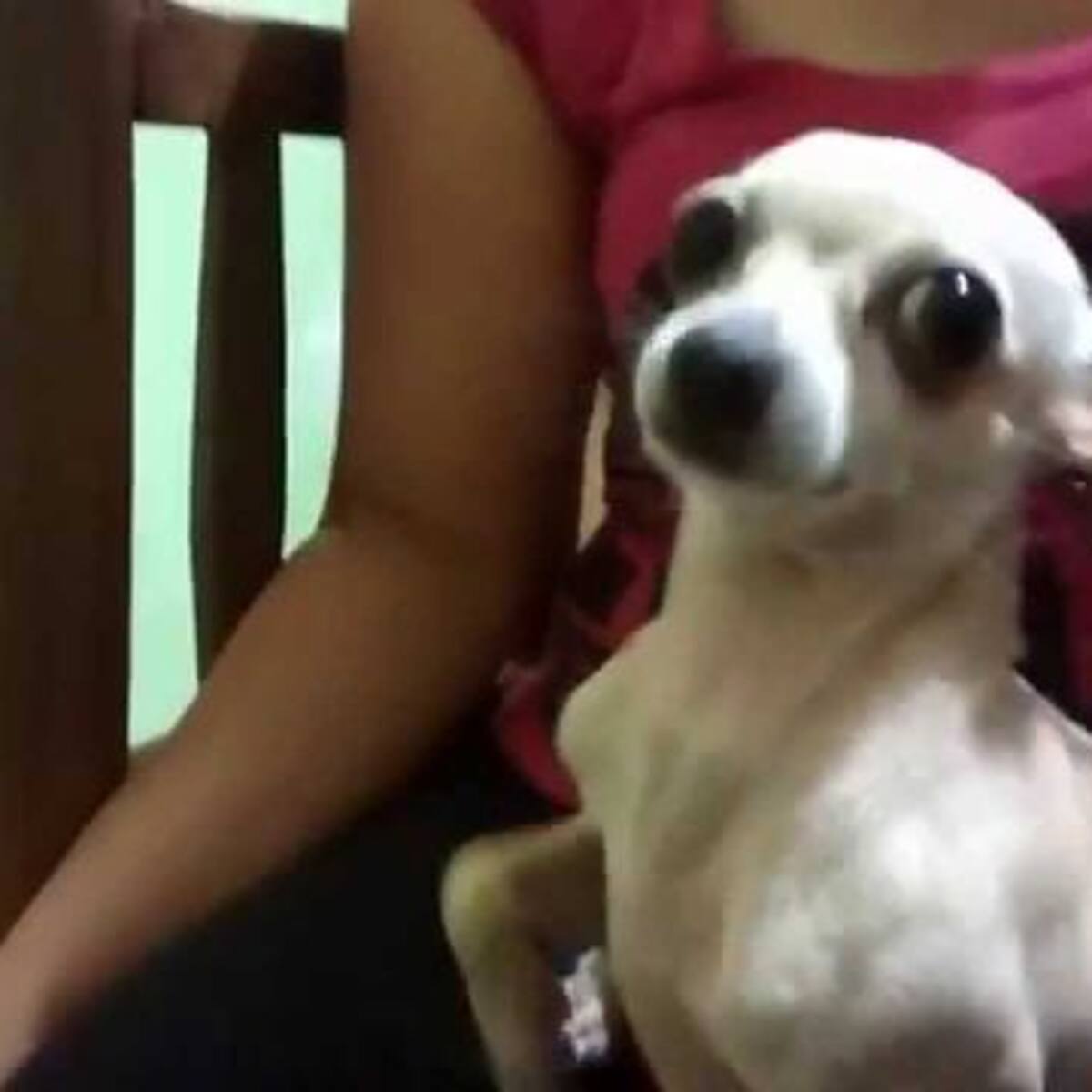 ¡Los perros odian los abrazos! ¿Lo sabías?