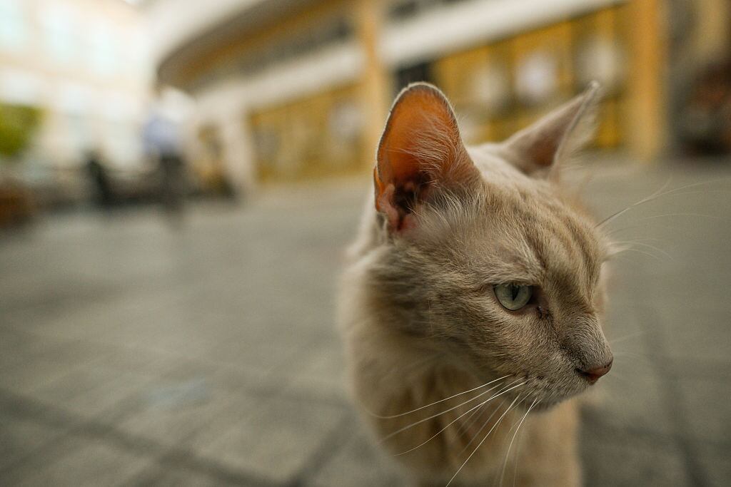 Es clave incidir en la tenencia responsable.