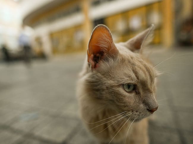 Es clave incidir en la tenencia responsable.