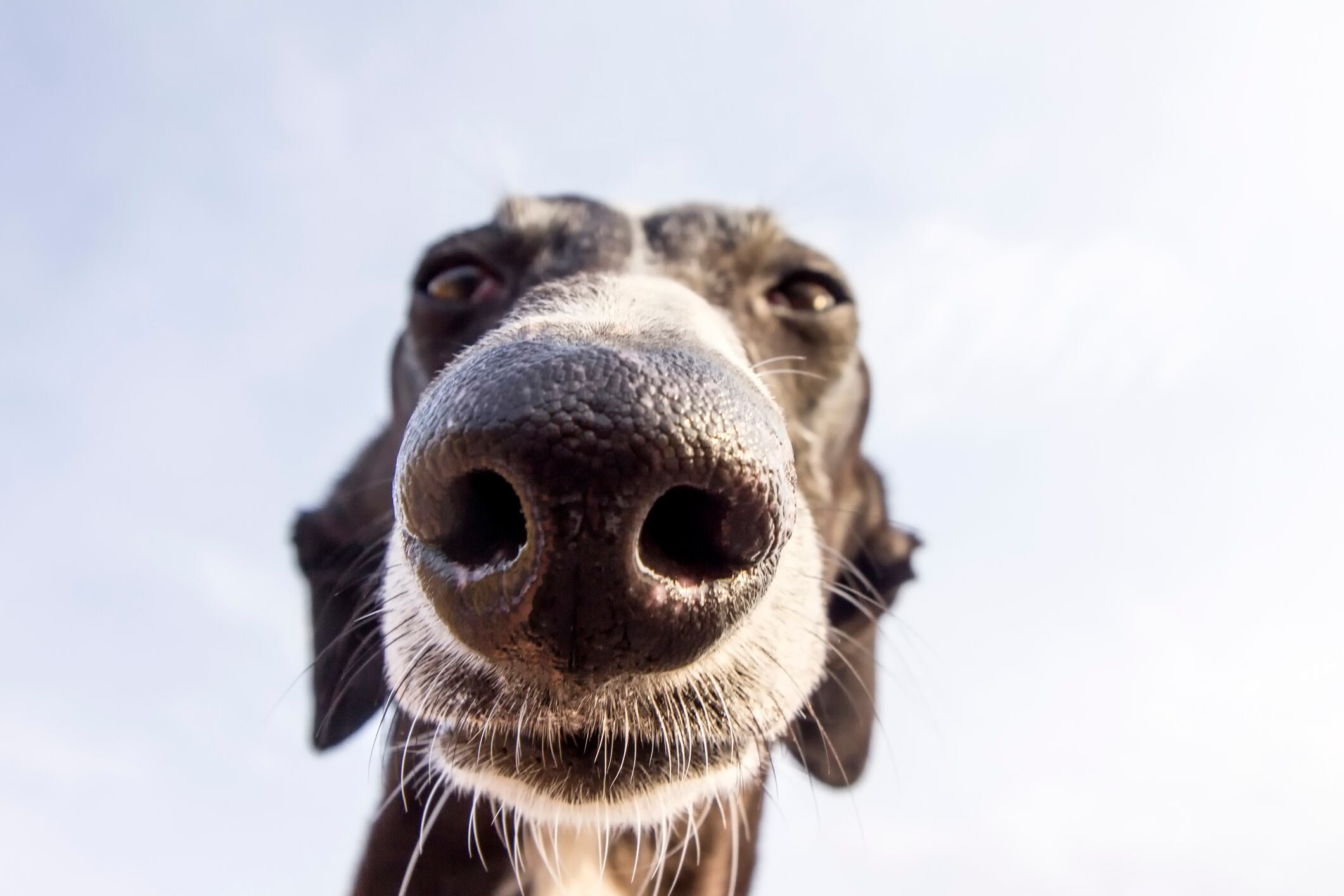 Los perros están cada vez más presentes en las ciudades.