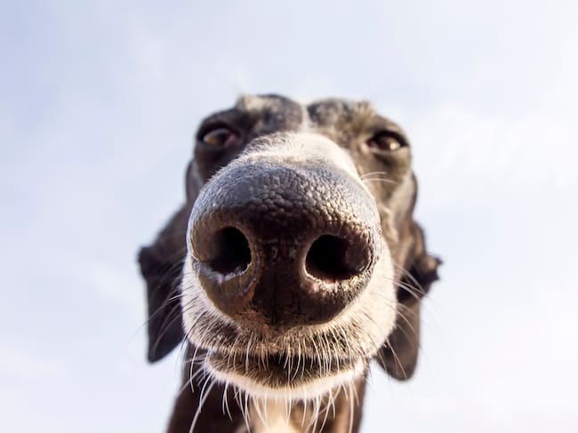 Los perros están cada vez más presentes en las ciudades.