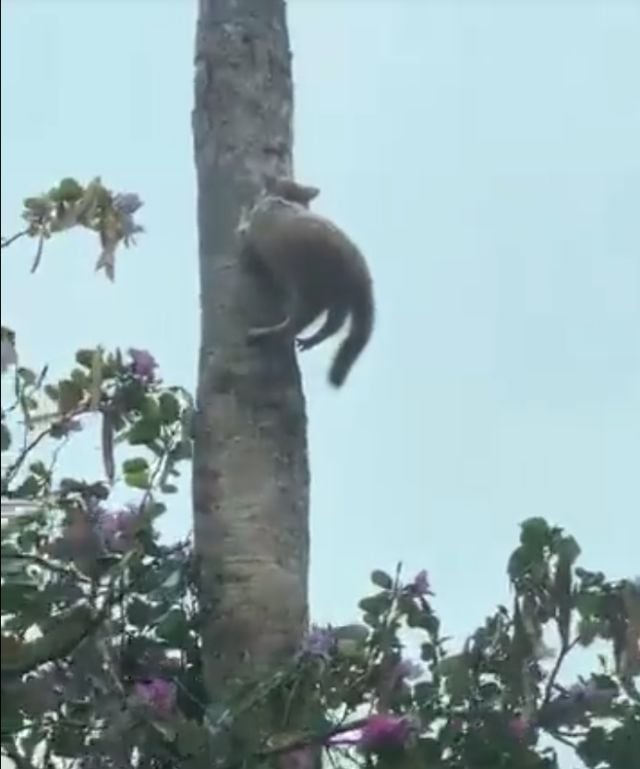 Captan a gato congelado por bajas temperaturas en Nuevo León