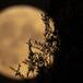 Rituales para atraer a la suerte las noches de luna llena: amor, dinero y más
