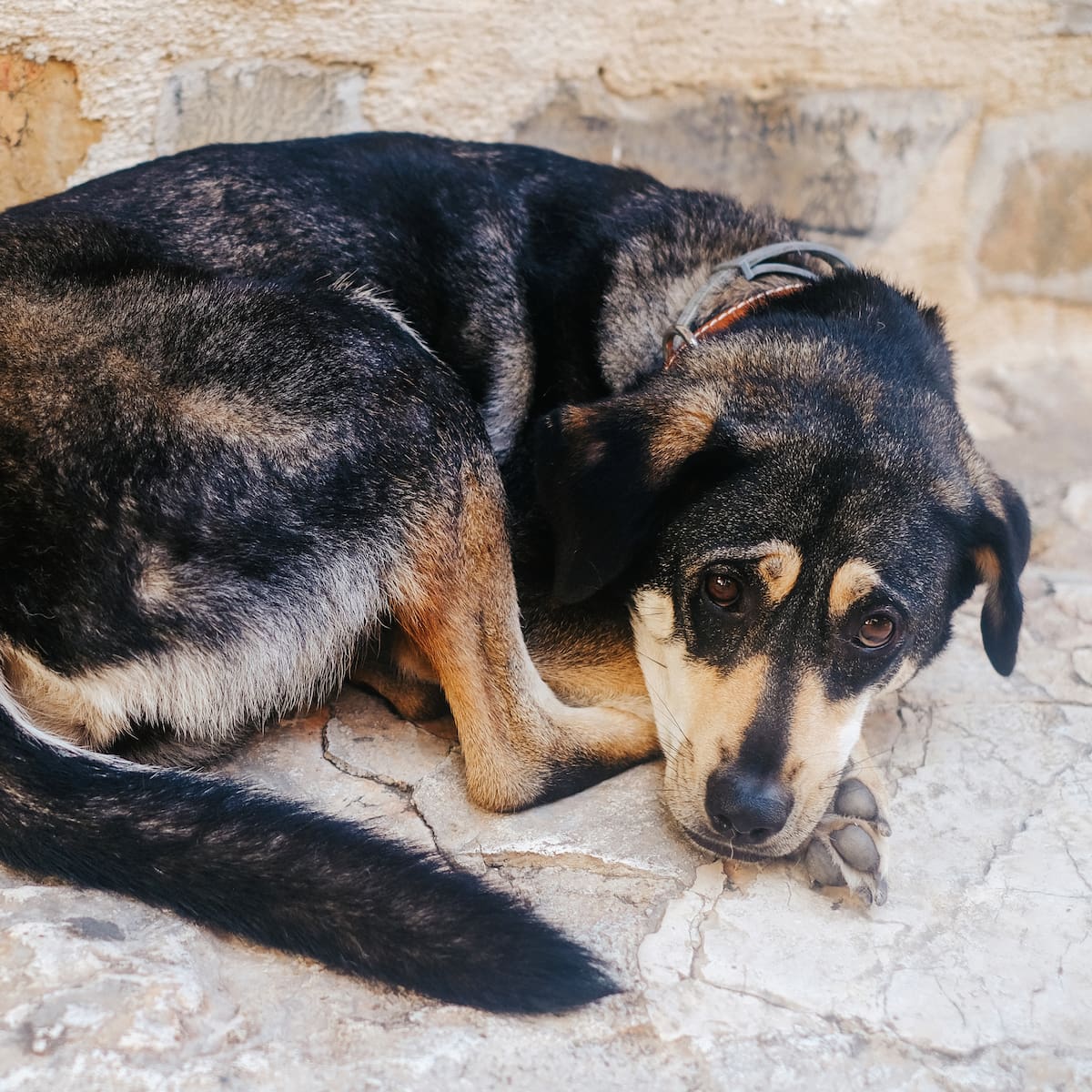 Consejos para proteger a tus animales en la Noche de San Juan: así tienes que actuar con perros y gatos del estrés de petardos y fuegos artificiales