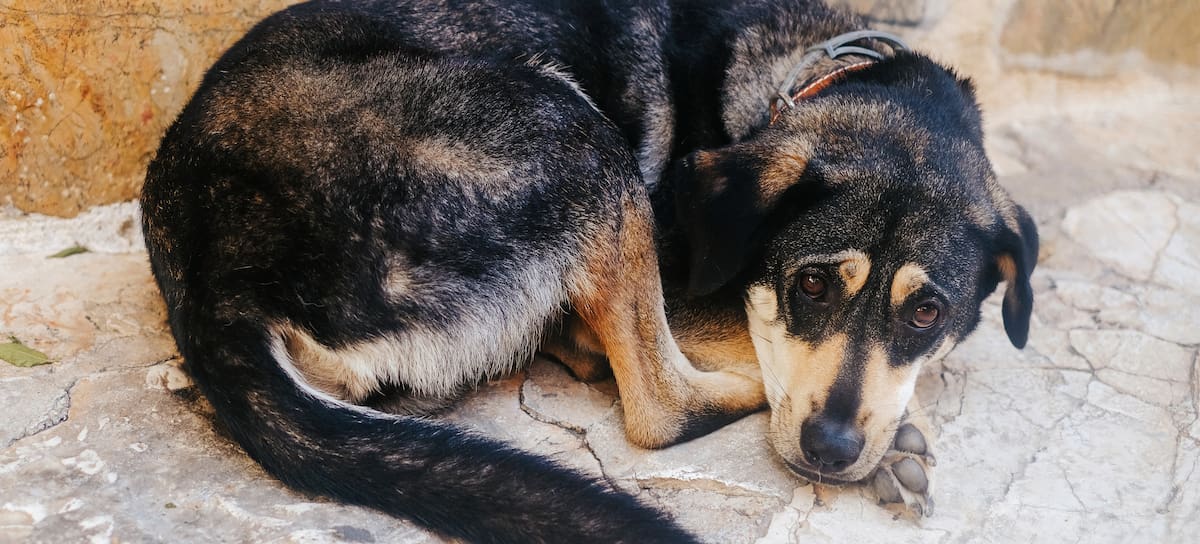 Perro con miedo en la noche de San Juan