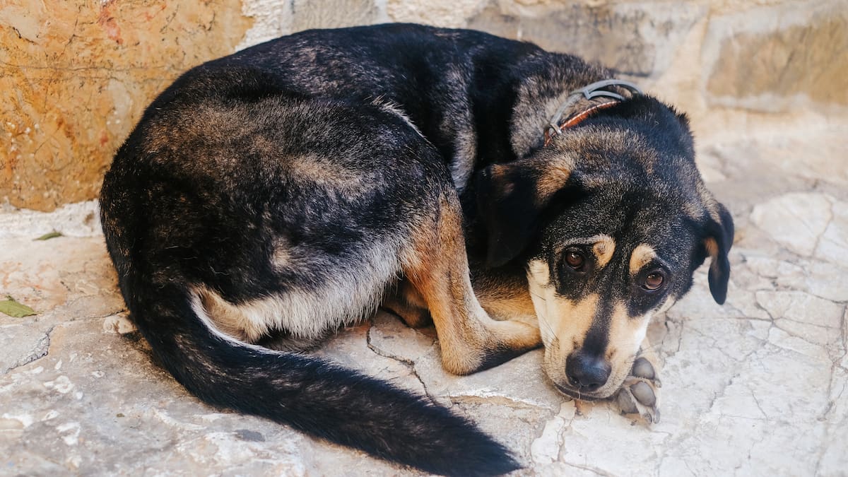 Consejos para proteger a tus animales en la Noche de San Juan: así tienes que actuar con perros y gatos del estrés de petardos y fuegos artificiales