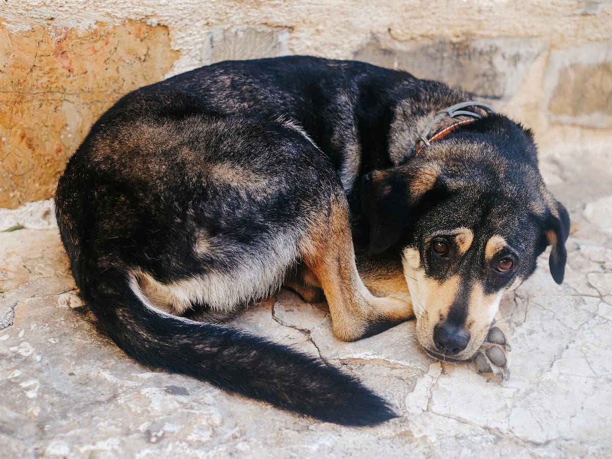 Consejos para proteger a tus animales en la Noche de San Juan: así tienes que actuar con perros y gatos del estrés de petardos y fuegos artificiales