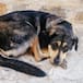Consejos para proteger a tus animales en la Noche de San Juan: así tienes que actuar con perros y gatos del estrés de petardos y fuegos artificiales
