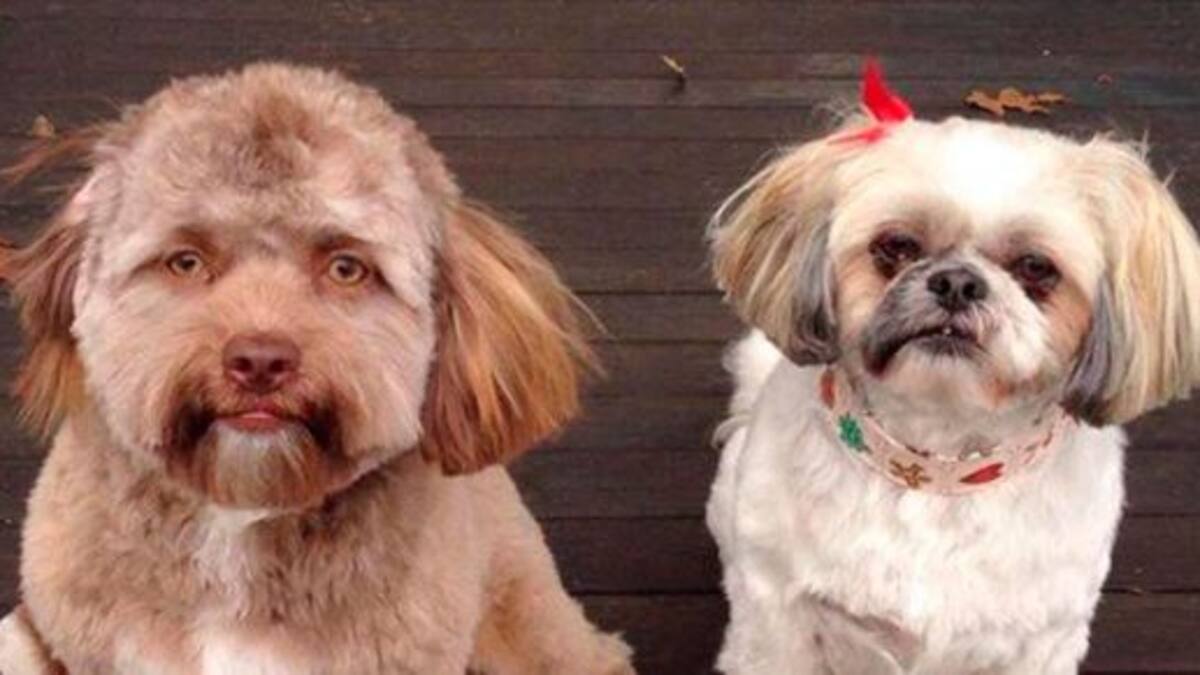 Un perro con cara de humano colapsó las redes sociales