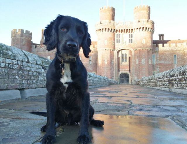 Badger consiguió una nueva vida y ahora es perro policía