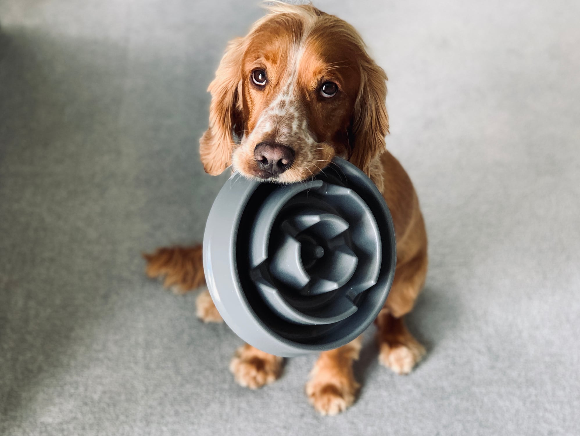 Spaniel holding a bowl