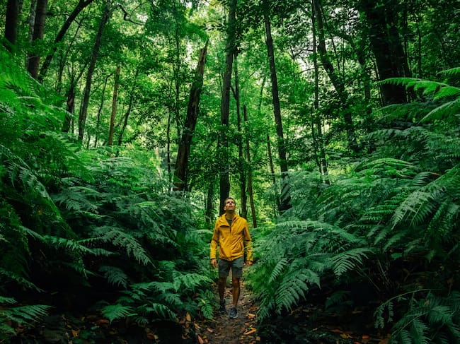 Los bosques hablan... a su manera.