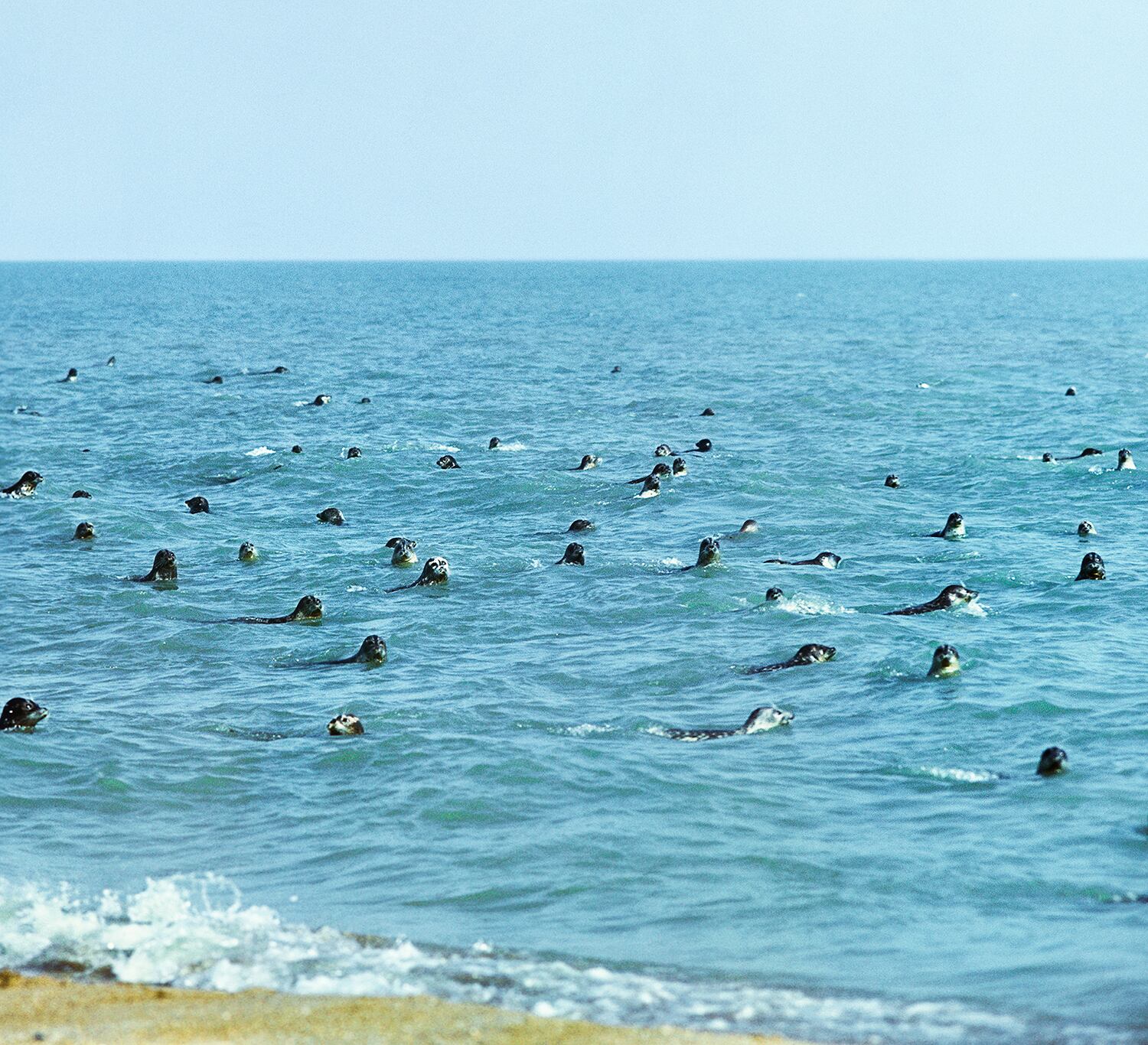 Focas del mar Caspio, frente a una de sus costas.