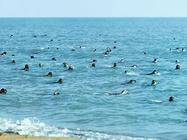 Focas del mar Caspio, frente a una de sus costas.