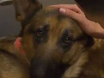 Rex, el perro que recibió cuatro disparos para salvar a su dueño
