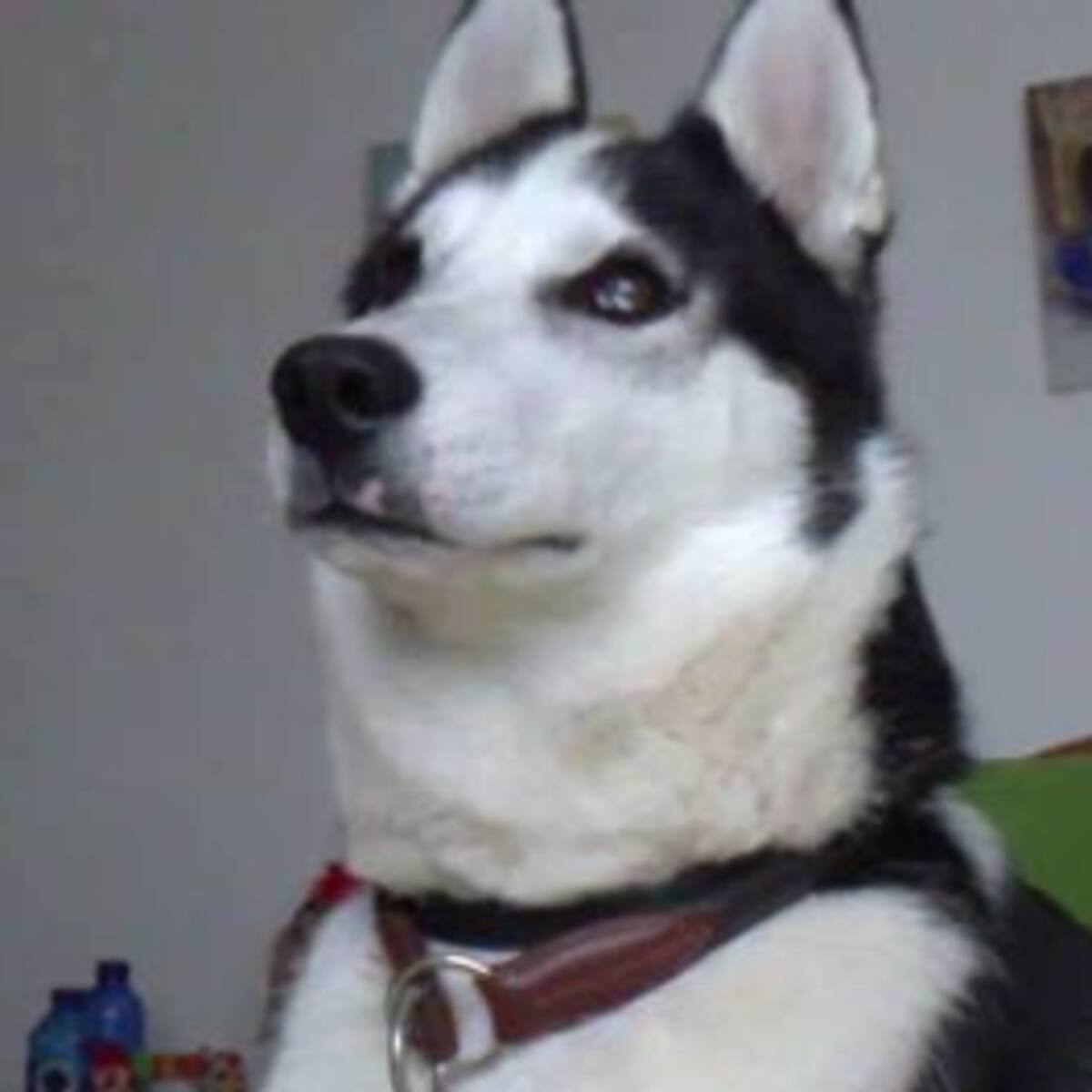 El perro que no sabe ladrar conquista Internet
