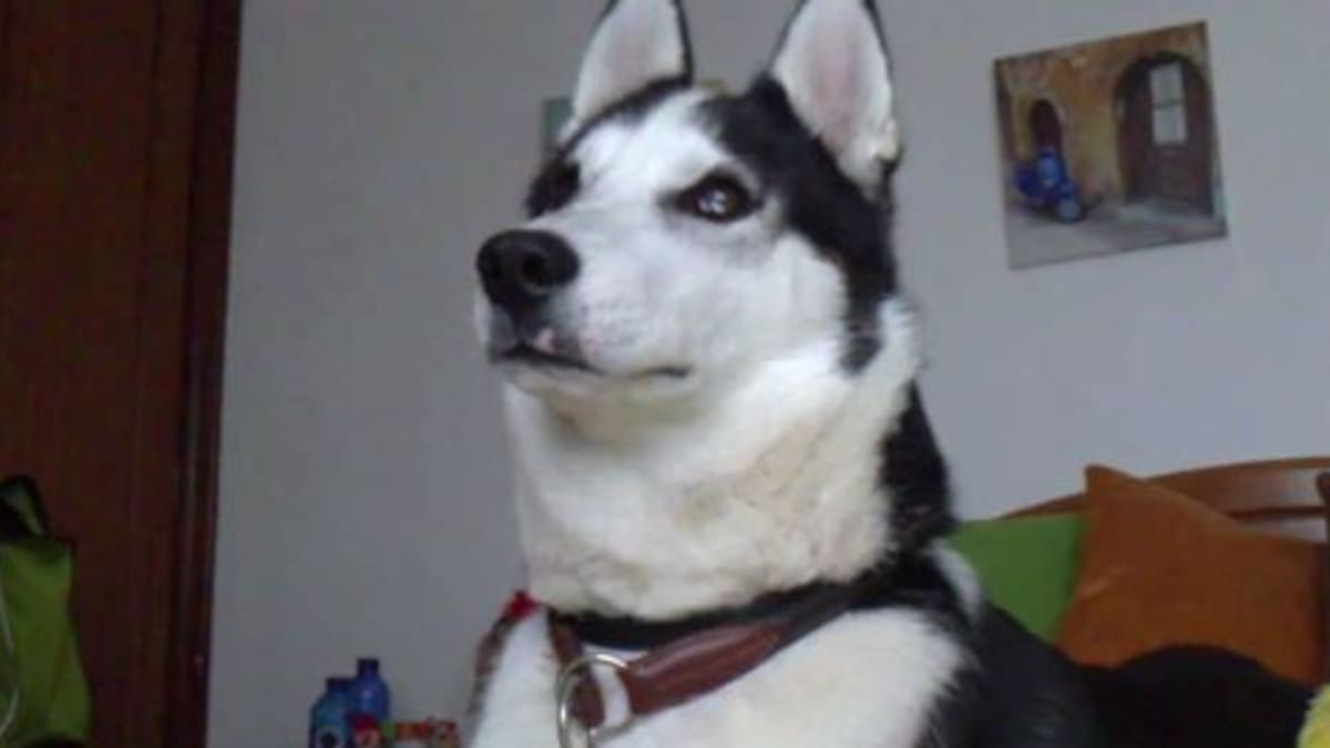 El perro que no sabe ladrar conquista Internet