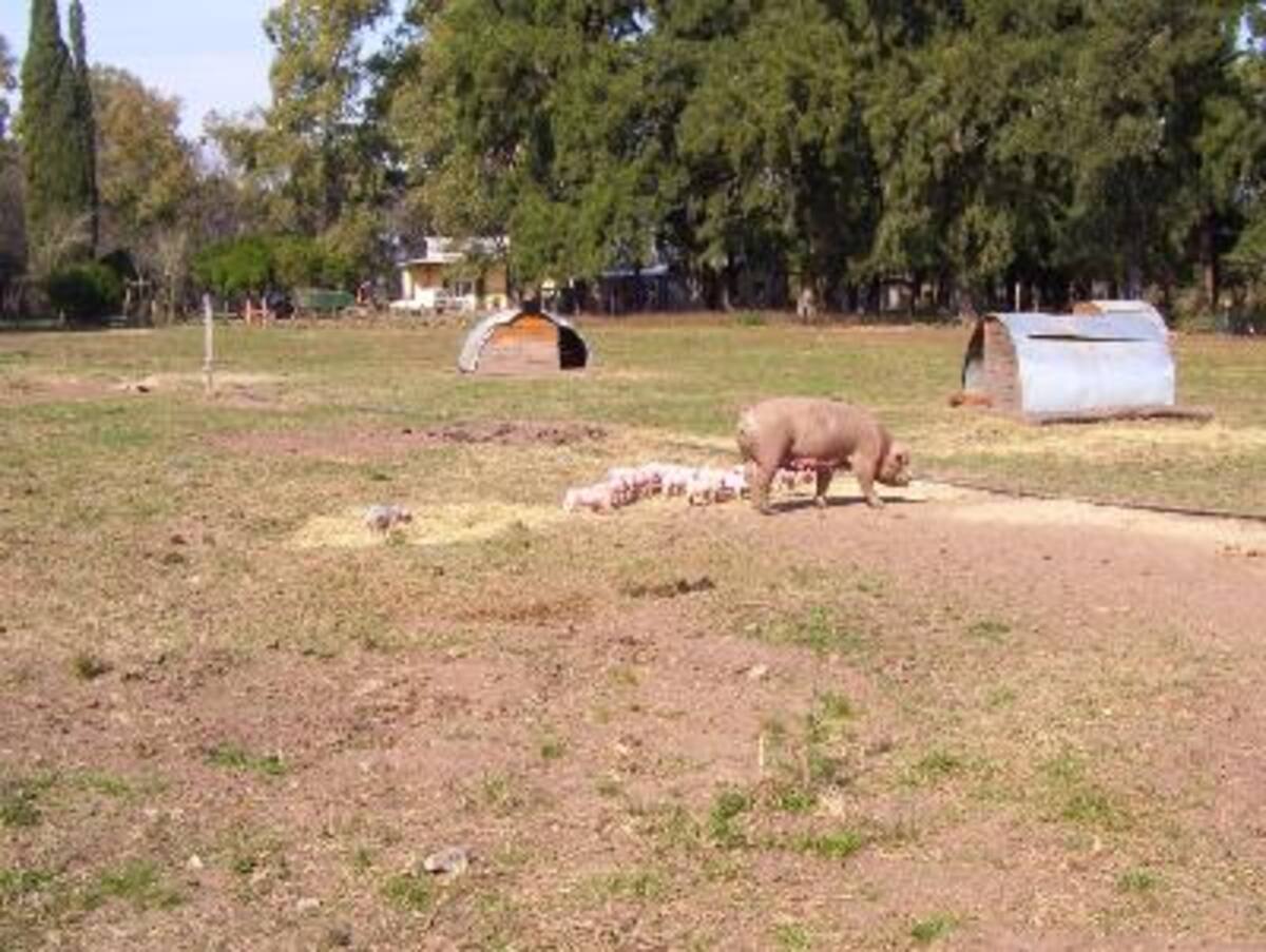 La granja