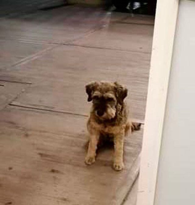 Perrito espera afuera del hospital a su amo, persiguió la ambulancia donde iba