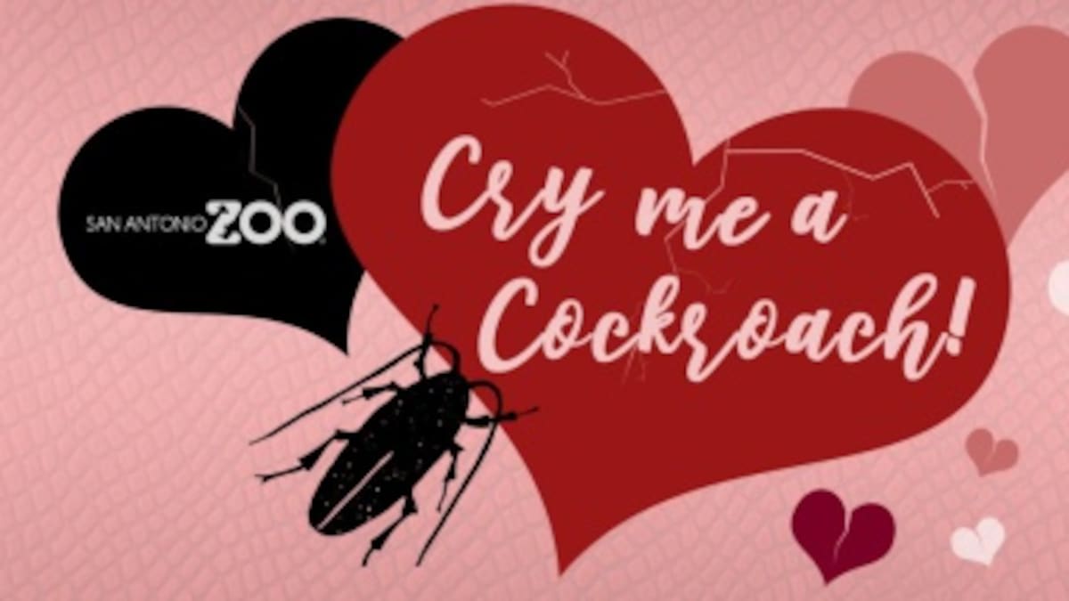 Zoológico te ofrece poner el nombre de tu ex a una cucaracha para celebrar San Valentín