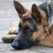 Un perro regresa con su familia tras 7 años desaparecido