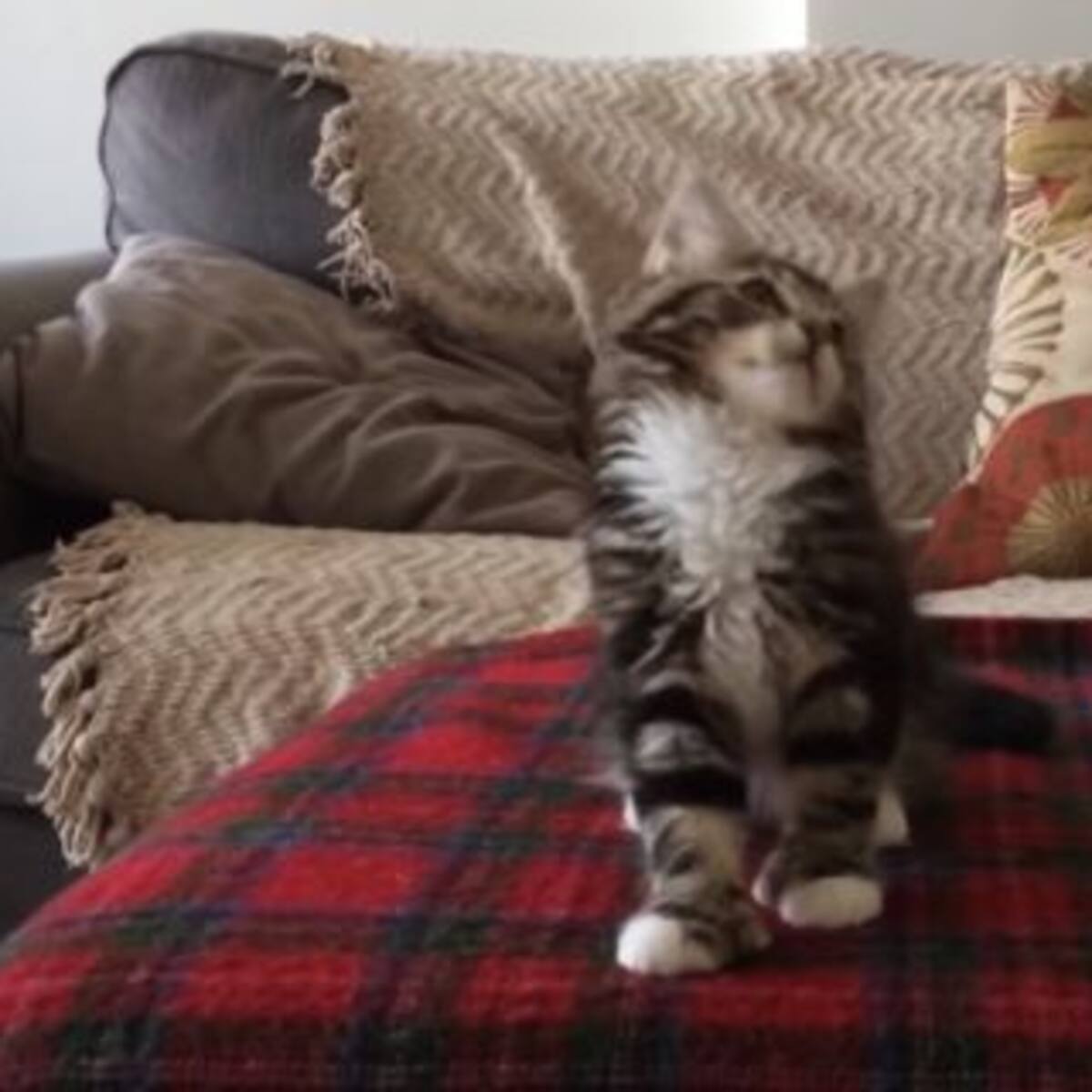 ¡Así reacciona este gato al escuchar su canción favorita!