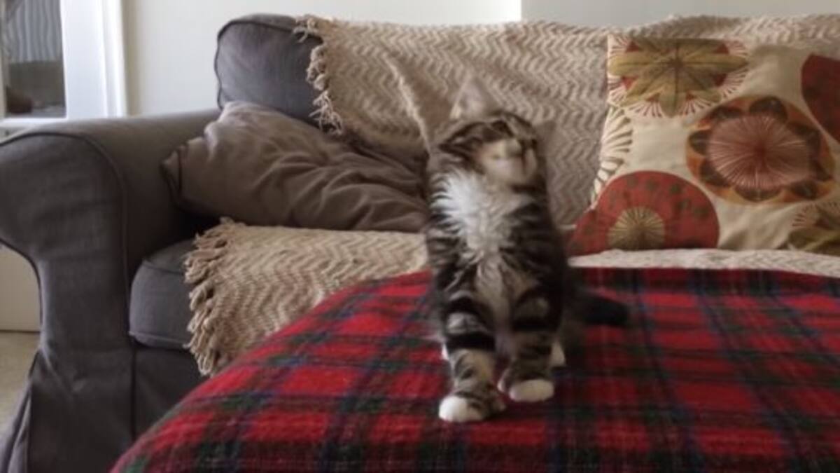 ¡Así reacciona este gato al escuchar su canción favorita!