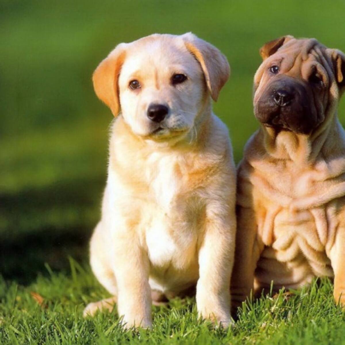 ¿Casas de lujo para perros?