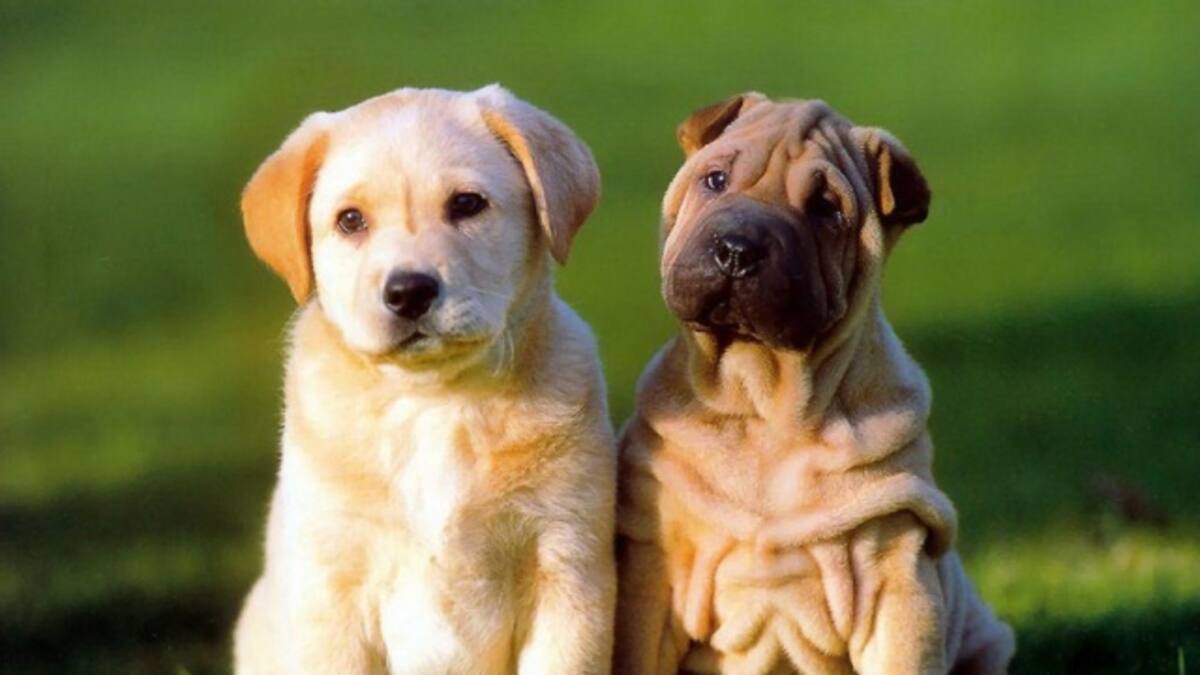 ¿Casas de lujo para perros?