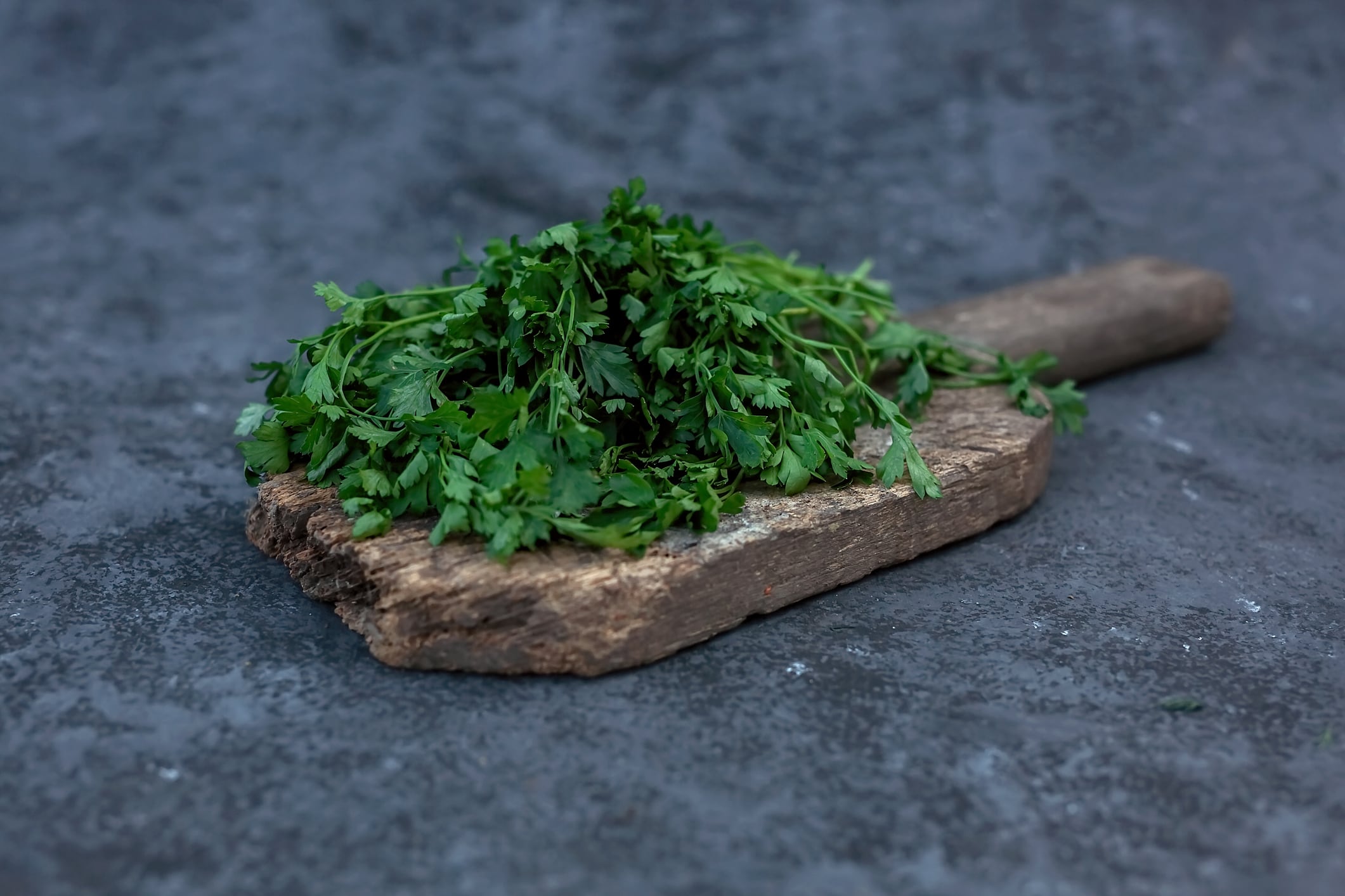 Cilantro