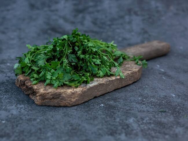 Cilantro