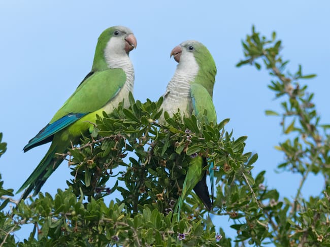 Las cotorras argentinas están muy presentes en los parques urbanos españoles.