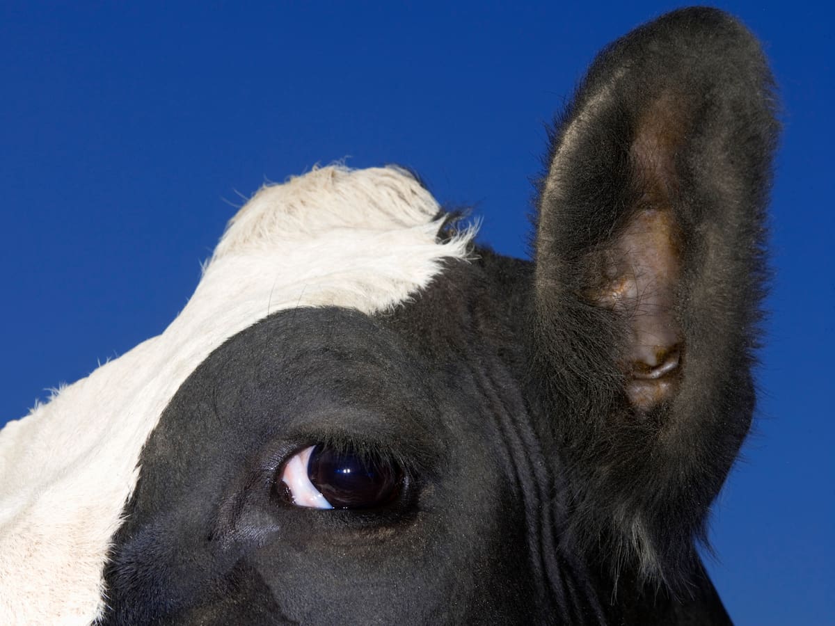 Alerta sanitaria animal: ¿Qué es la dermatosis nodular que está afectando a las vacas?