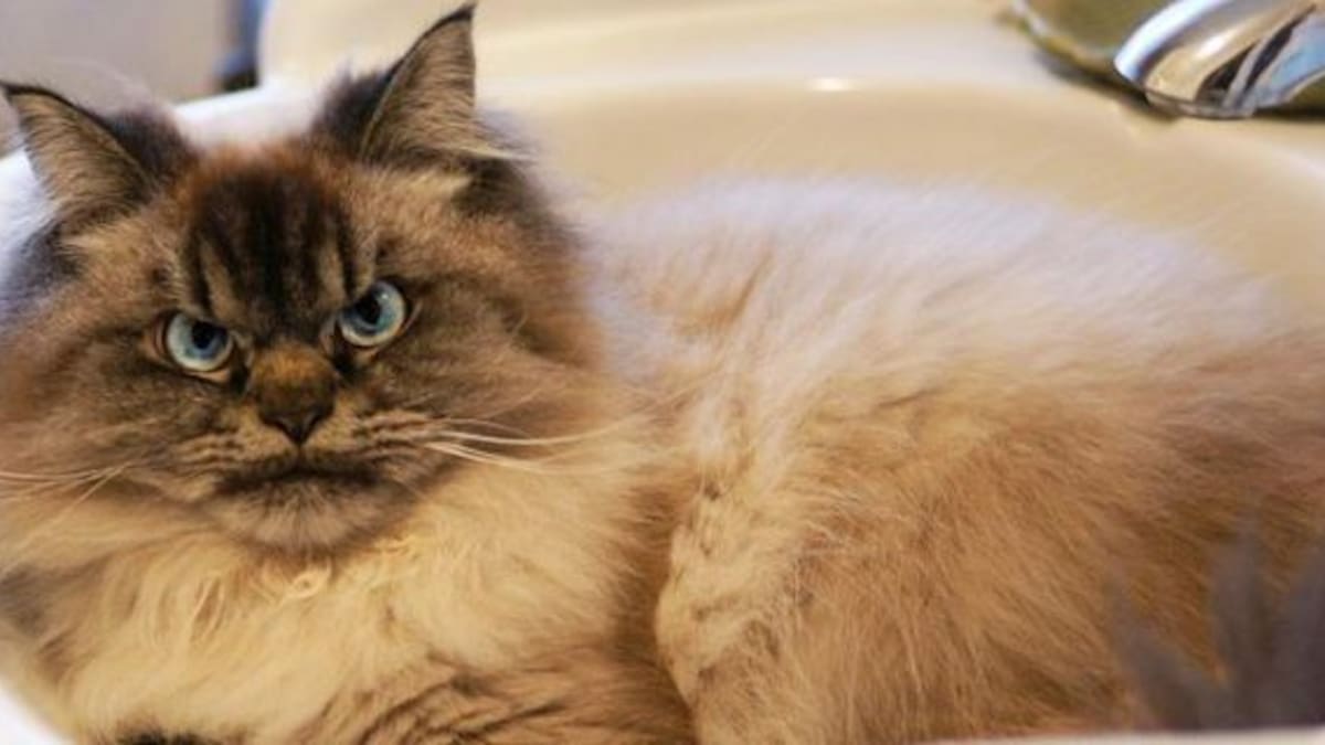 ¡Este gato es lo más tierno que verás en el día!