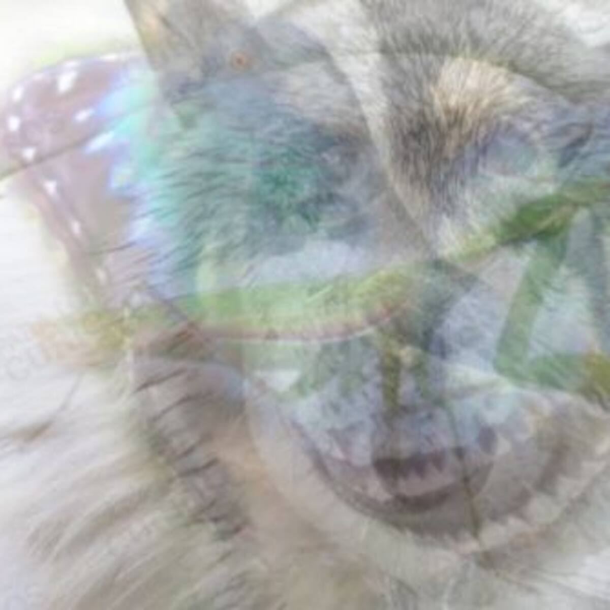 El primer animal que veas determina tu personalidad