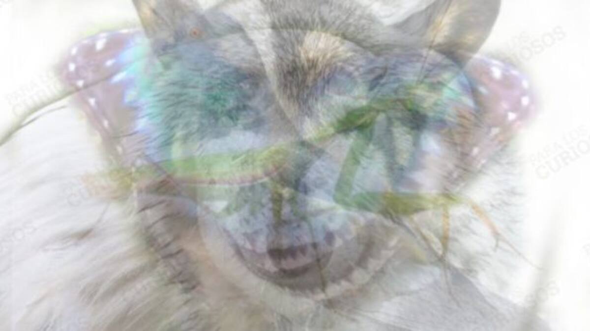 El primer animal que veas determina tu personalidad