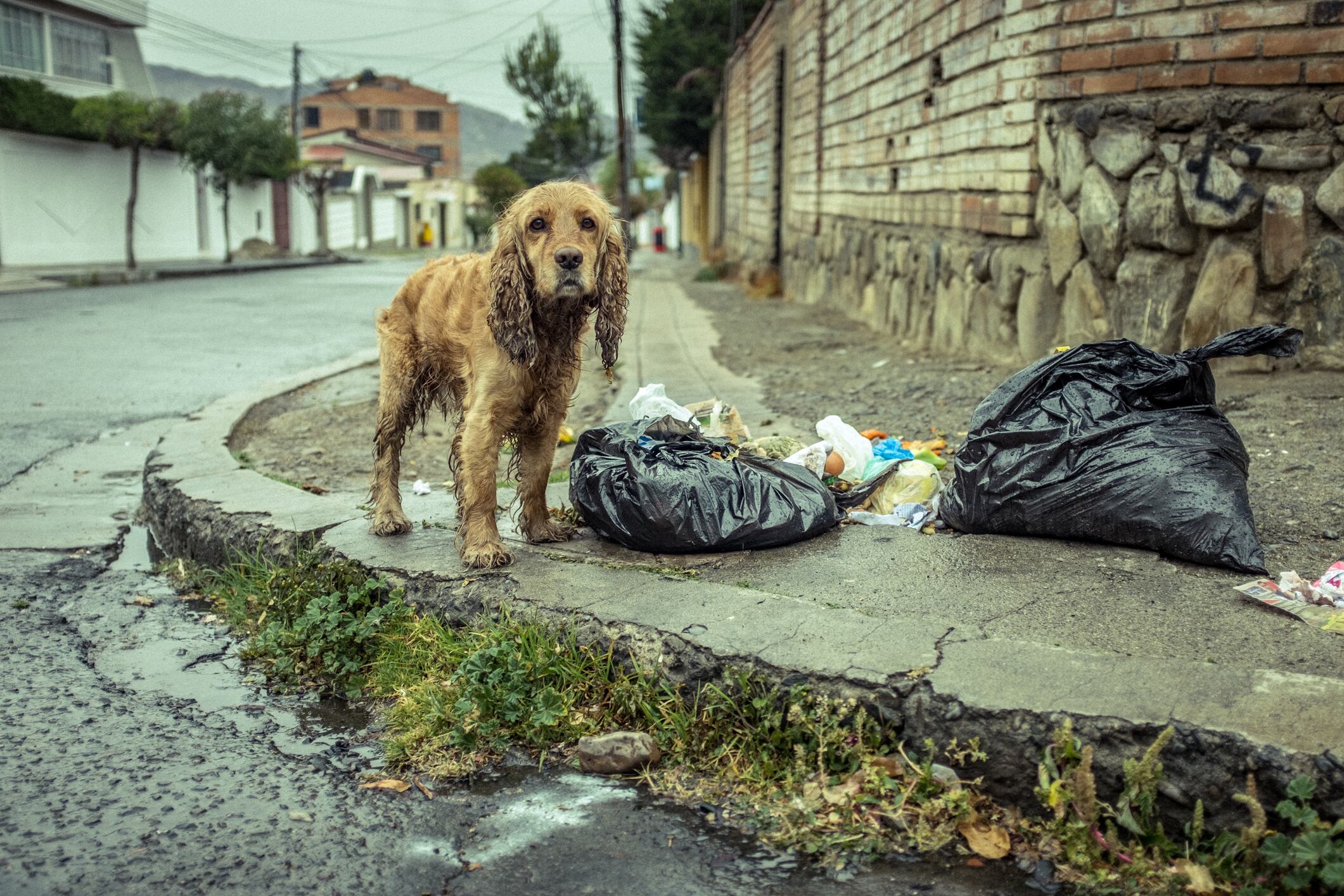 Stray Dog Wet from Rain near Some Garbage Bags