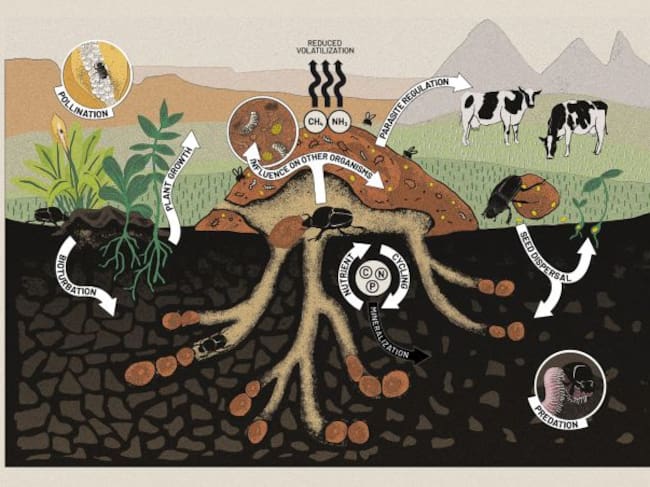 Los rasgos efecto de los escarabajos.