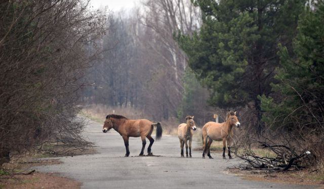 Cada vez más caballos salvajes han sido vistos en la zona