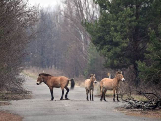 Cada vez más caballos salvajes han sido vistos en la zona