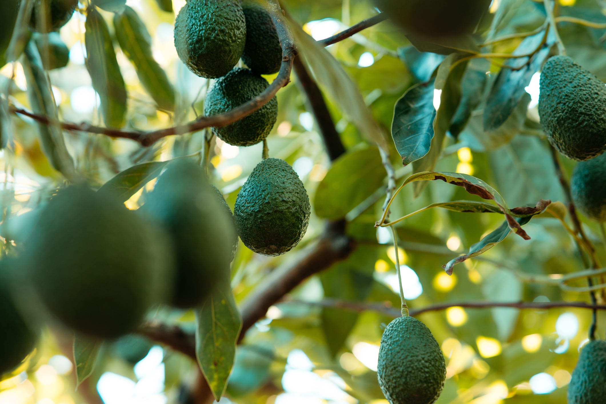 El cultivo del aguacate demanda grandes cantidades de agua.