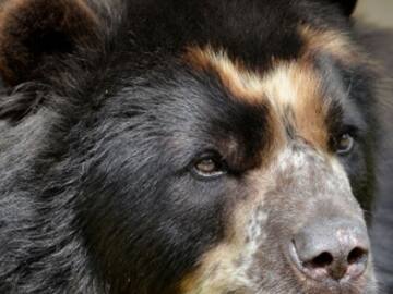 Familia descubre que su perro era un oso en peligro de extinción
