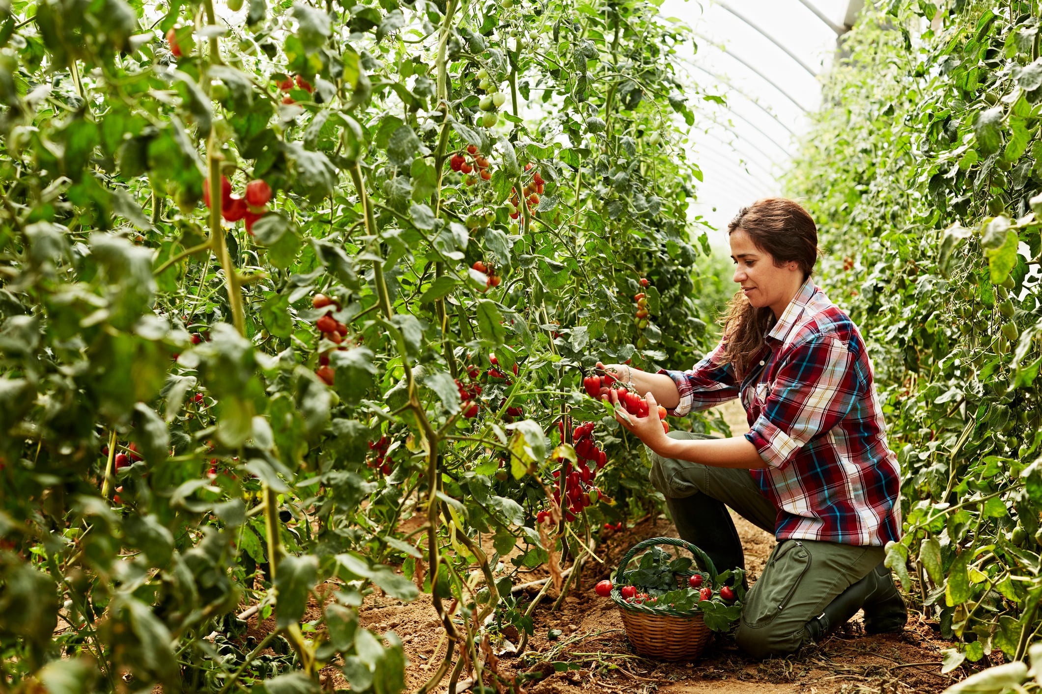 La agricultura ecológica está libre de plaguicidas sintéticos.